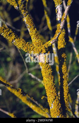 Gemeine orangefarbene Flechte, Gelbe Skala, Maritime Sonnenblechenflechte, Shore Flechten, Goldene Schildflechte (Xanthoria parietina, Parmelia parietina), auf einem Stockfoto