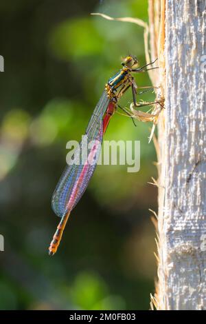 Große rote Jungfliege (Pyrrhosoma nymphula), frisch geschlüpfter Mann, Seitenansicht, Deutschland Stockfoto