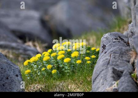 Königskrone, Mittelsommer-MEM, Rosenwurzel (Rhodiola rosea), blühend, Schweden Stockfoto