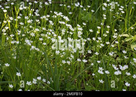 Easterbell Hahnenfußgewächse, größere Stitchwort (Stellaria Holostea), blühen, Deutschland Stockfoto
