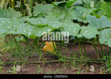 Kürbis in einem rustikalen Garten. Grünes Blatt in Landwirtschaft und Ernte. Gemüse zu Hause anbauen. Stockfoto