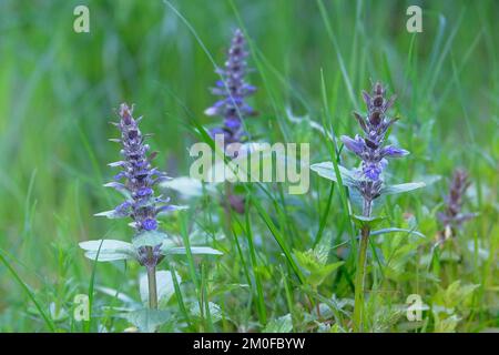 Blühender Naturhintergrund. Medizinisch gesundes Kraut. Brennnesseln auf sommergrüner Wiese. Grüne Blätter im Wald. Stockfoto