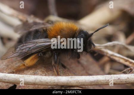 Natürliche Nahaufnahme einer weiblichen Clarkes Bergbaubiene, Andrena Clarkella, die auf dem Boden sitzt Stockfoto