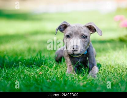 Eine Nahaufnahme eines grauen amerikanischen Pitbull Terrier Welpen auf dem Gras Stockfoto