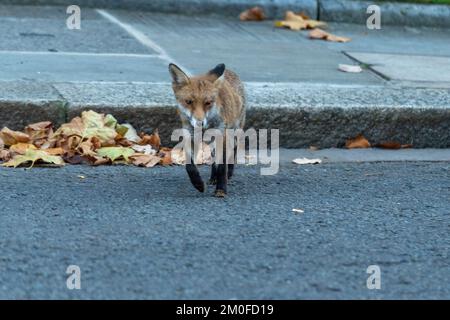 London, Großbritannien. 06.. Dezember 2022. Fox in der Downing Street 10 London. Kredit: Ian Davidson/Alamy Live News Stockfoto