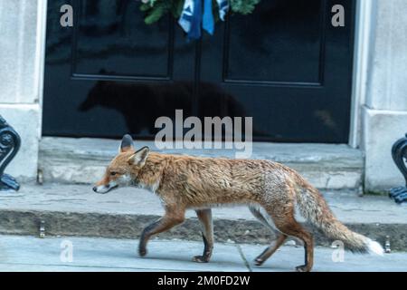 London, Großbritannien. 06.. Dezember 2022. fox in der Downing Street 10 London. Kredit: Ian Davidson/Alamy Live News Stockfoto