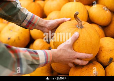 Bärtiger Bauer mit Kürbis auf einem Haufen Kürbisse Stockfoto