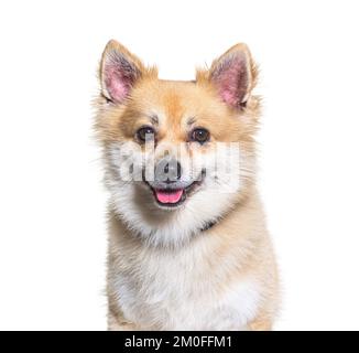 Crossbreed Dog mit einem Spitz vor weißem Hintergrund Stockfoto