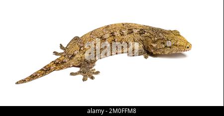 Neukaledonischer holpriger Gecko, Rückansicht, Rhacodactylus auriculatus Stockfoto