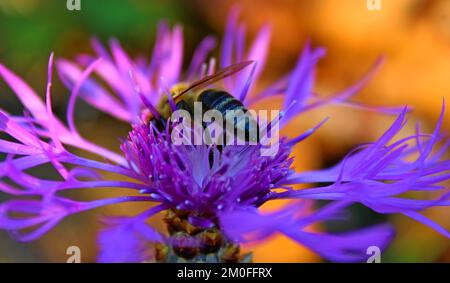 Die Makroaufnahme einer Honigbiene über der violetten Blumenpflanze Stockfoto