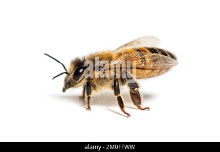 Seitenansicht einer Honigbiene, apis mellifera, isoliert auf Weiß Stockfoto