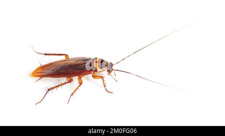 Amerikanische Kakerlake, Periplaneta americana, isoliert auf Weiß Stockfoto