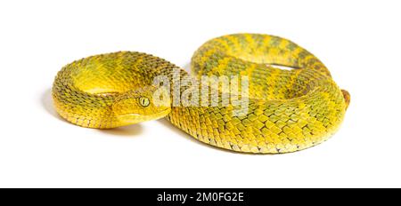 Blattviper, Atheris squamigera, isoliert auf weiß Stockfoto