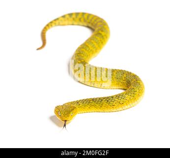 Blattviper mit ausgezogener Zunge, Atheris squamigera, isoliert auf weiß Stockfoto