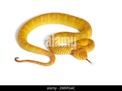 Blattviper mit ausgezogener Zunge, Atheris squamigera, isoliert auf weiß Stockfoto