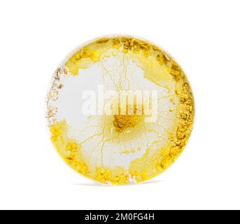 Klumpen in einer Plastikcerkel, Physarum polycephalum, isoliert auf Weiß Stockfoto