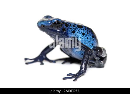 Blauer Giftpfeilfrosch, Dendrobates tinctorius 'azureus', isoliert auf weiß Stockfoto