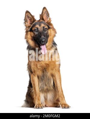 Junger deutscher Schäferhund, isoliert auf Weiß Stockfoto