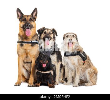 Gruppe von Hunden, die zusammen sitzen, isoliert auf weiß Stockfoto