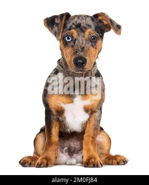 Sechs Monate alter roter Merle und seltsamer Welpe Jack russell Terrier, isoliert auf Weiß Stockfoto