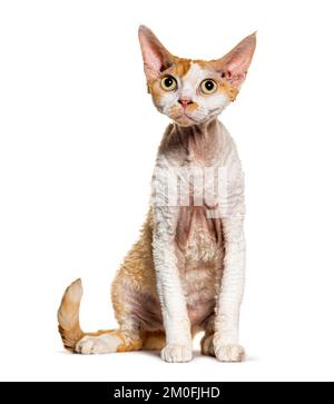 Devon Rex, der aufblickte, isoliert auf Weiß Stockfoto