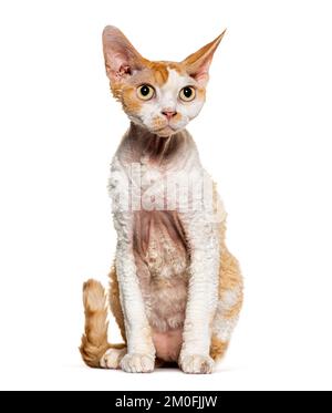 Devon Rex, der wegsieht, isoliert auf Weiß Stockfoto