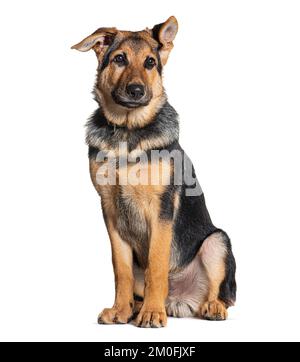 Vier Monate alter, deutscher Schäferhund mit Kragen, isoliert auf Weiß Stockfoto