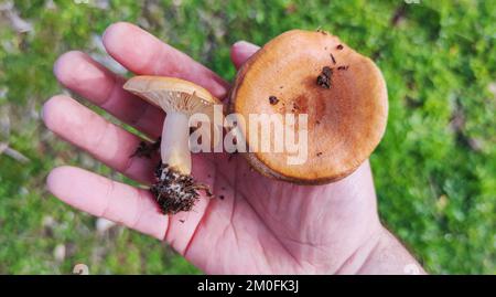 Safran-Milchkappen oder lactarius deliciosus. Pilze werden über die Handfläche gelegt Stockfoto