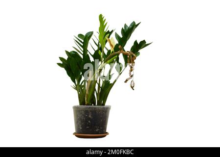 Eine getrocknete Pflanze in einer Blume Zamioculcas in Pflanzentopf, isoliert auf weißem Hintergrund Stockfoto