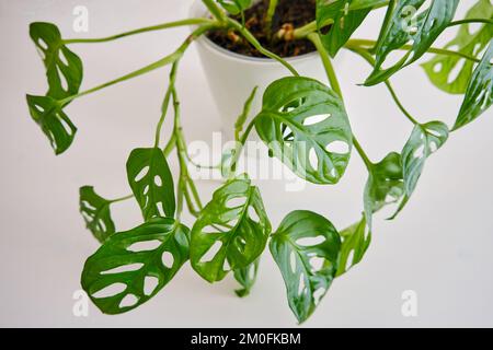 Pflanzen Sie Monstera adansonii in einem Blumentopf, Draufsicht. Heimpflanze auf weißem Tisch, Nahaufnahme Stockfoto