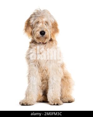 Doodle Dog, gemischte Rasse zwischen einem goldenen Retriever und einem Pudel, isoliert auf Weiß Stockfoto