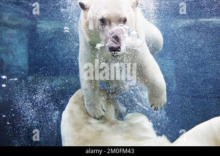 Die Eisbären Noel und Ivan besuchen die neue Eisbäranlage, den Polarring des Kopenhagener Zoos. Die Anlage ist am 5.. Februar für die Öffentlichkeit zugänglich. Es ist ein Geschenk von Schiffseigentümer A.P. Moeller und Ehefrau Chastine McKinney Moeller's Foundation. (Stine Bidstrup/POLFOTO) Stockfoto