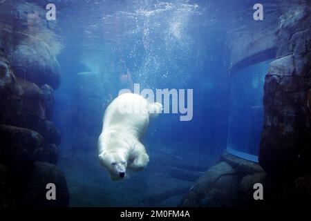 Die Eisbären Noel und Ivan besuchen die neue Eisbäranlage, den Polarring des Kopenhagener Zoos. Die Anlage ist am 5.. Februar für die Öffentlichkeit zugänglich. Es ist ein Geschenk von Schiffseigentümer A.P. Moeller und Ehefrau Chastine McKinney Moeller's Foundation. (Stine Bidstrup/POLFOTO) Stockfoto