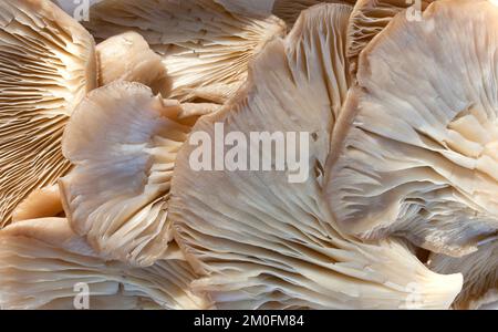Austernpilz oder pleurotus ostreatus. Ablage über einem Holzpicknicktisch Stockfoto