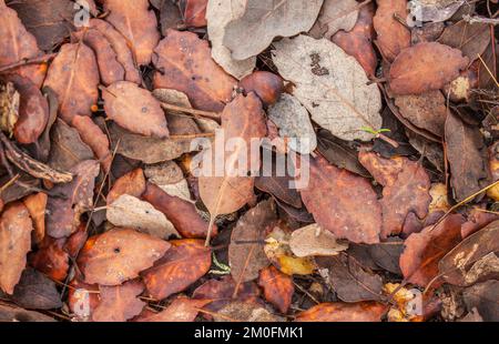 Herbstwälder mit voll gefallenen nassen Blättern. Hintergrund Stockfoto