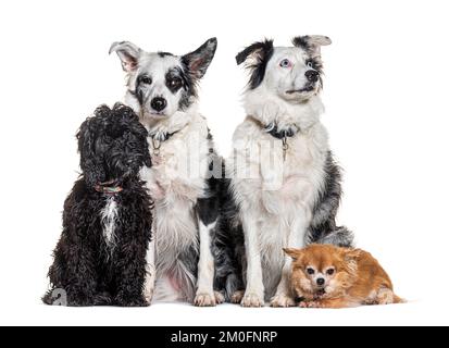 Vier Hunde zusammen mit Halsband und Gurtzeug, vor einem weißen Hintergrund Stockfoto
