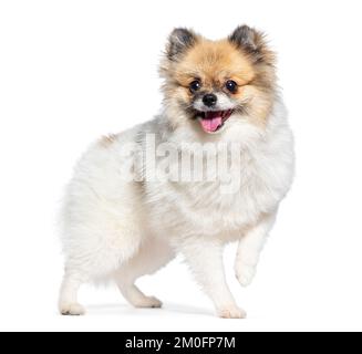 Stehender junger fröhlicher pommerischer Hund, der wegsieht, isoliert auf Weiß Stockfoto