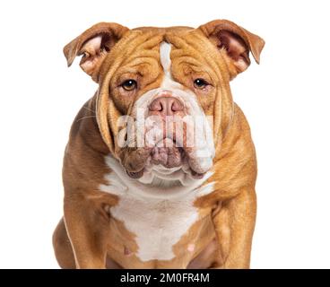 Kopfschuss eines amerikanischen Bully-Hundes, der in die Kamera schaut, isoliert auf Weiß Stockfoto