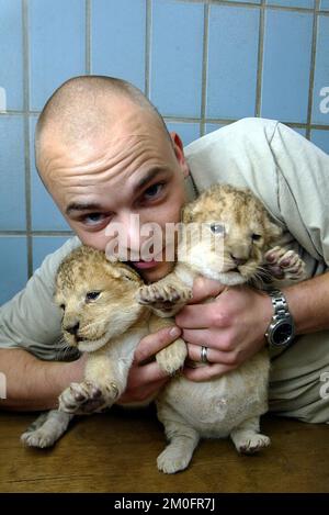 Der Zoo in der Stadt Aalborg in Jütland, Dänemark, zeigte die zwei Löwenjungen, die vor 12 Tagen geboren wurden. Stockfoto