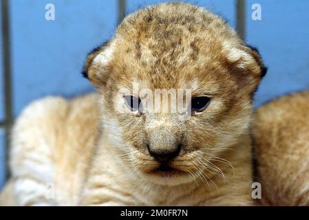 Der Zoo in der Stadt Aalborg in Jütland, Dänemark, zeigte die zwei Löwenjungen, die vor 12 Tagen geboren wurden. Die Löwenjungen werden vom Hüter des Zoos in einem Eimer gewogen. Stockfoto