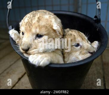 Der Zoo in der Stadt Aalborg in Jütland, Dänemark, zeigte die zwei Löwenjungen, die vor 12 Tagen geboren wurden. Stockfoto