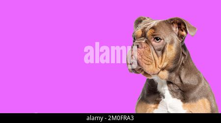 Kopfschuss eines amerikanischen Bully-Hundes, der vor violettem Hintergrund zusieht Stockfoto
