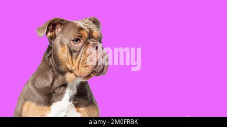 Kopfschuss eines amerikanischen Bully-Hundes, der vor violettem Hintergrund zusieht Stockfoto