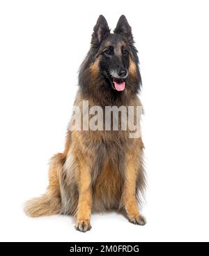 Grauer Tervuren-Hund, isoliert auf weiß Stockfoto