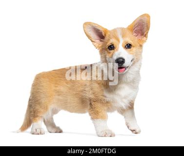 Happy Standing and Keuchen Hündchen Welsh Corgi Pembroke schaute in die Kamera, 14 Wochen alt, isoliert auf Weiß Stockfoto