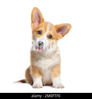 Sitzen, Happy Keuchen Hündchen Welsh Corgi Pembroke, schaute in die Kamera, 14 Wochen alt, isoliert auf Weiß Stockfoto