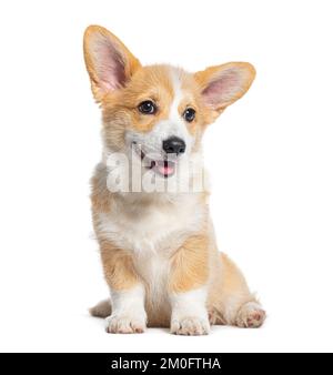 Happy Sitting Hündchen Welsh Corgi Pembroke, 14 Wochen alt, isoliert auf Weiß Stockfoto