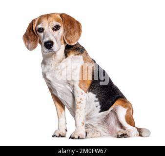 Der alte Beagle sitzt da und schaut in die Kamera, isoliert auf Weiß Stockfoto