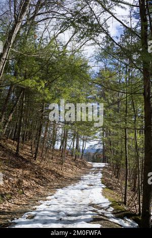 Schnee auf einem Pfad durch den Wald Stockfoto