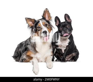 Blue Merle Australian Shepherd und french Bulldogge, isoliert auf Weiß Stockfoto